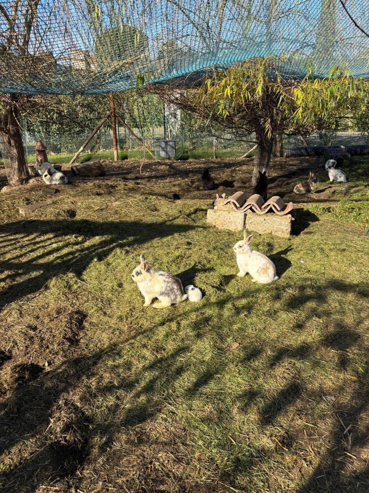 Fattoria Palazzeta - Pet & Family Friendly Aparthotel เชชินา ภายนอก รูปภาพ